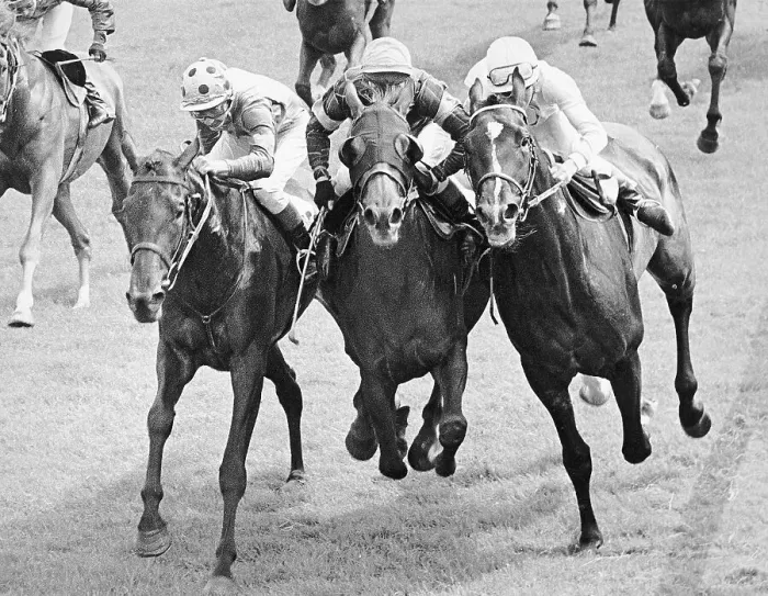 Framed Print : Horses Running Neck to Neck in Photo Finish Race Framed Print : Horses Running Neck to Neck in Photo Finish Race