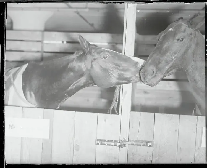 Framed Print : Horses Showing Affection