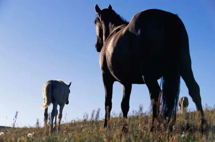 Framed Print : Three Horses Standing on Grassy Hill Framed Print : Three Horses Standing on Grassy Hill