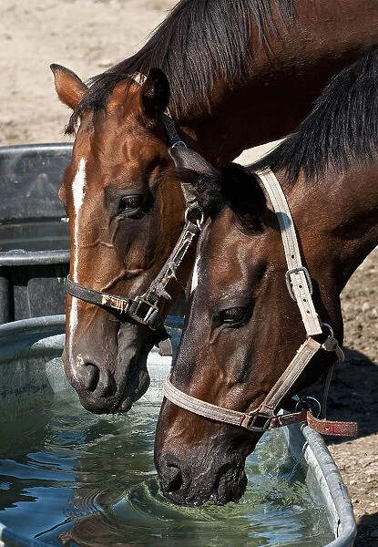 Horses Taking A Drink