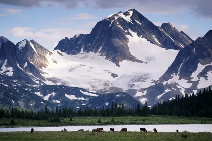 Framed Print : Horses in Tonquin Valley, Jasper National Park, Canada Framed Print : Horses in Tonquin Valley, Jasper National Park, Canada