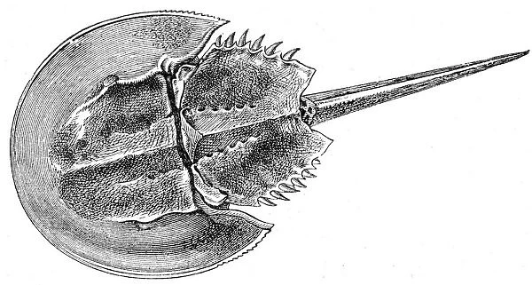 Horseshoe Crab engraving 1888