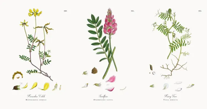 Framed Print : Horseshoe Vetch, Hippocrepis comoas, Victorian Botanical Illustration, 1863