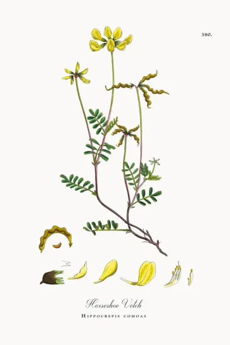 Framed Print : Horseshoe Vetch, Hippocrepis comoas, Victorian Botanical Illustration, 1863 Framed Print : Horseshoe Vetch, Hippocrepis comoas, Victorian Botanical Illustration, 1863