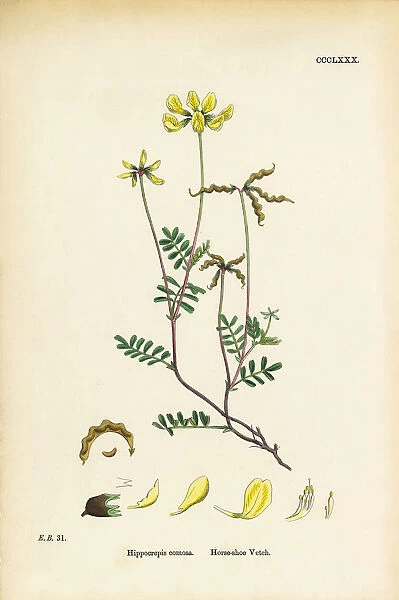 Horseshoe Vetch, Hippocrepis comoas, Victorian Botanical Illustration, 1863