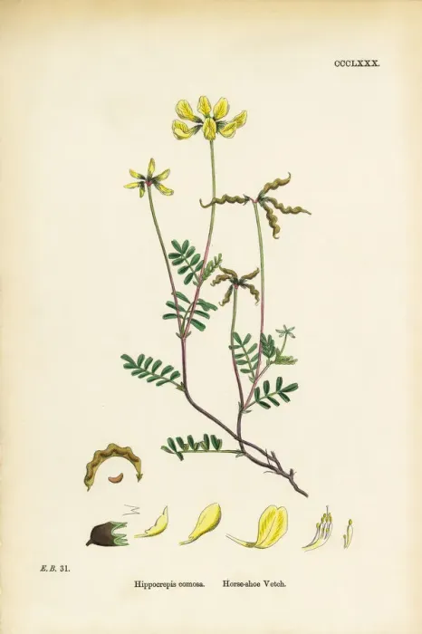 Framed Print : Horseshoe Vetch, Hippocrepis comoas, Victorian Botanical Illustration, 1863 Framed Print : Horseshoe Vetch, Hippocrepis comoas, Victorian Botanical Illustration, 1863