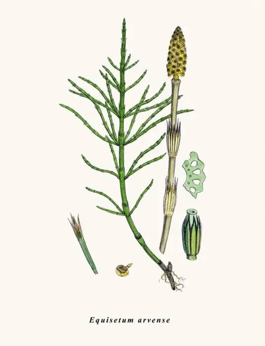 Framed Print : Horsetail plant