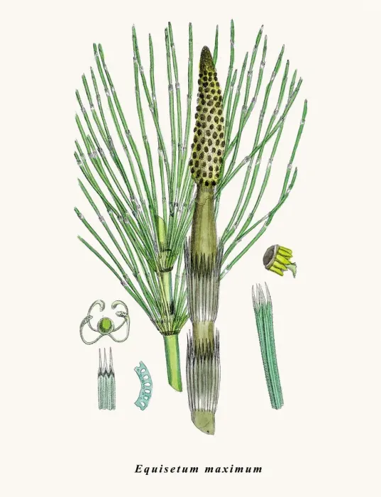 Framed Print : Horsetail plant Framed Print : Horsetail plant