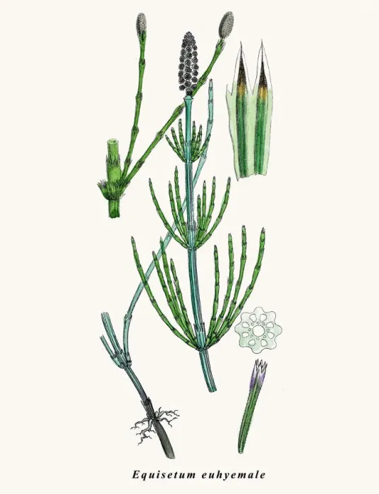 Framed Print : Horsetail plant Framed Print : Horsetail plant