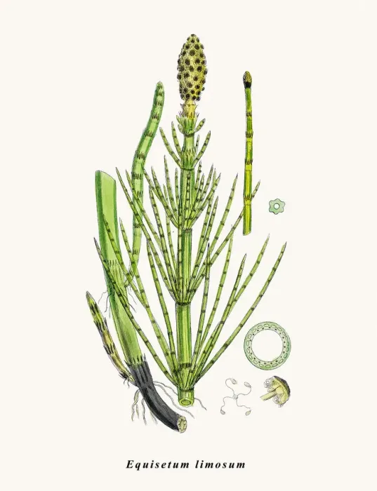 Framed Print : Horsetail plant Framed Print : Horsetail plant