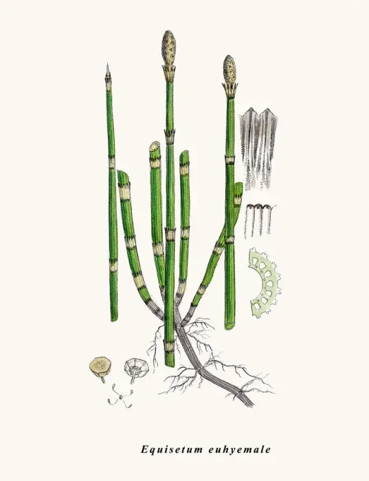 Framed Print : Horsetail plant Framed Print : Horsetail plant