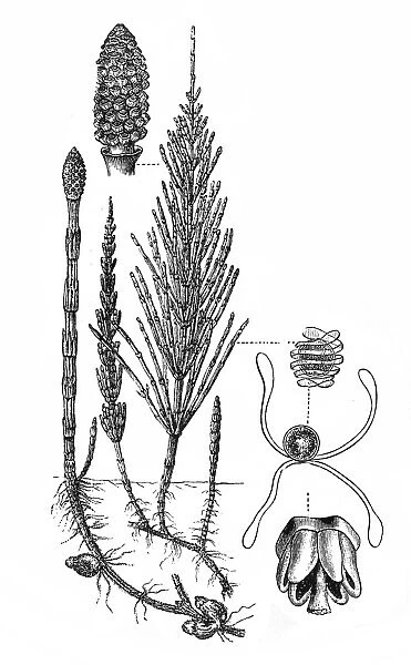 Horsetail plant (Equisetum Sylvaticum)