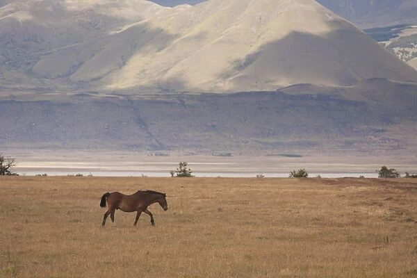 A hose on the open plain in Los Glaciares national park in Argentina