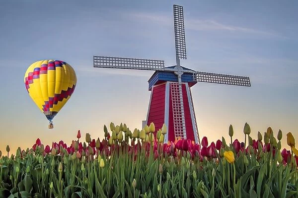 Hot Air Balloon Over Tulip Field