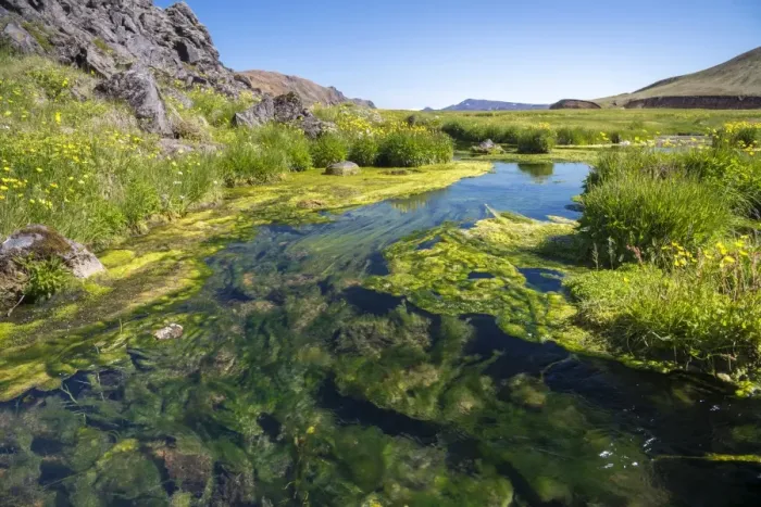 Framed Print : Hot creed with algae and minerals, Landmannalaugar, Fjallabak Nature Reserve, Highlands, Iceland, Europe Framed Print : Hot creed with algae and minerals, Landmannalaugar, Fjallabak Nature Reserve, Highlands, Iceland, Europe