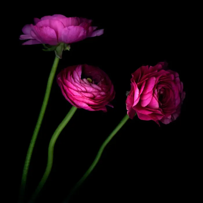 Framed Print : These three hot pink ranunculus Framed Print : These three hot pink ranunculus