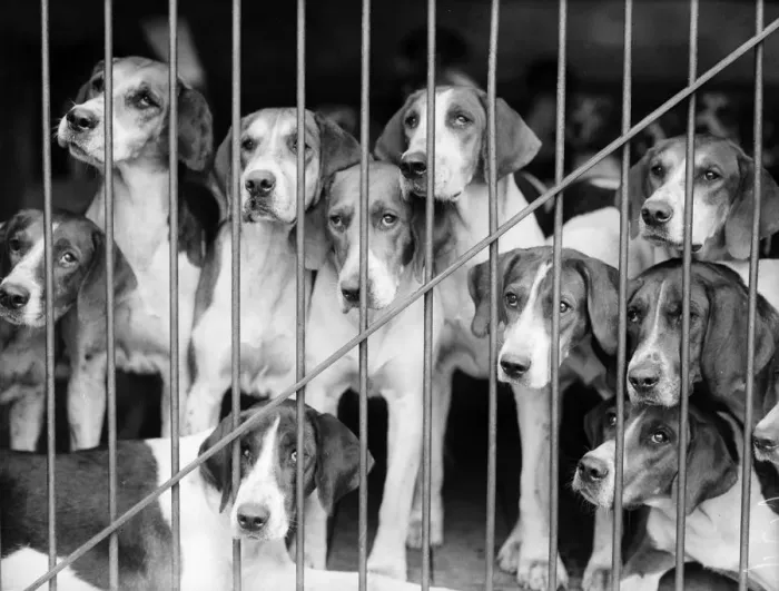 Framed Print : Hound Dogs Framed Print : Hound Dogs