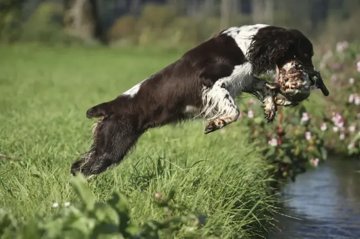 Framed Print : Hound, English Springer Spaniel retrieving a mallard drake