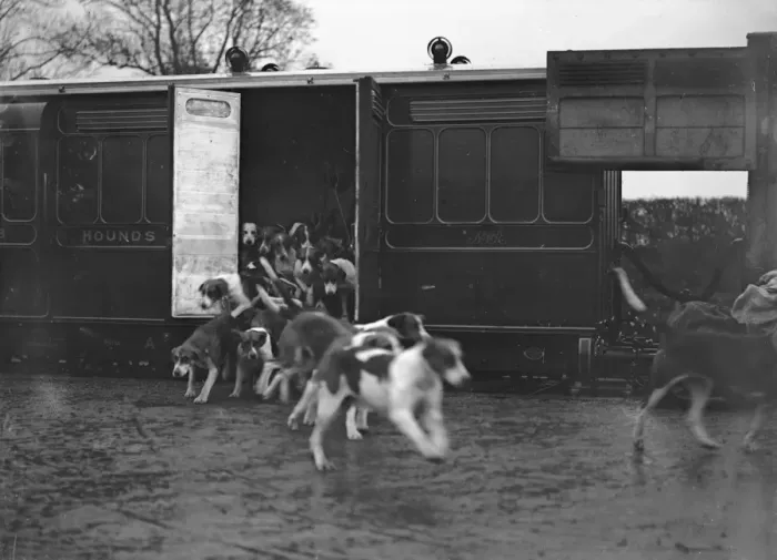 Framed Print : Hounds Arriving Framed Print : Hounds Arriving