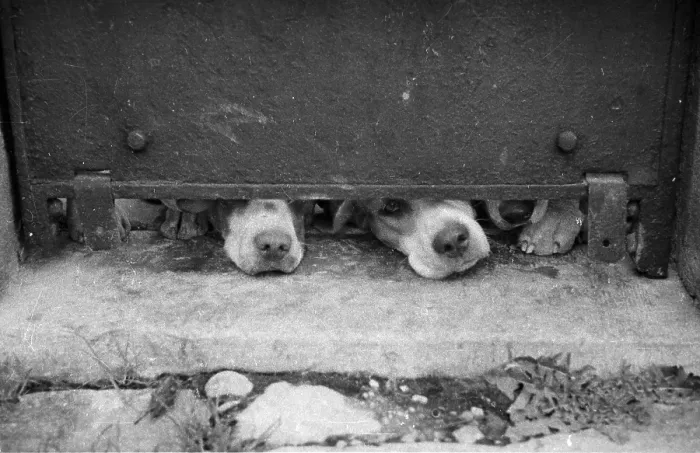 Framed Print : A Hound's Nose Framed Print : A Hound's Nose
