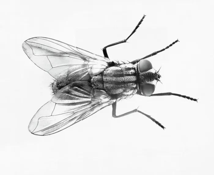 Framed Print : House Fly. (Original Caption). Common house fly Framed Print : House Fly. (Original Caption). Common house fly