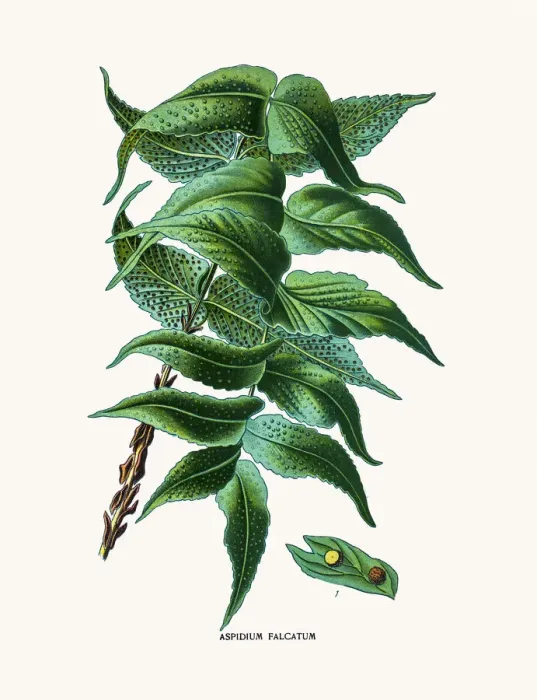 Framed Print : House holly-fern Framed Print : House holly-fern