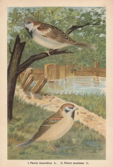 Framed Print : House sparrow and Eurasian tree sparrow, chromolithograph, published in 1896 Framed Print : House sparrow and Eurasian tree sparrow, chromolithograph, published in 1896