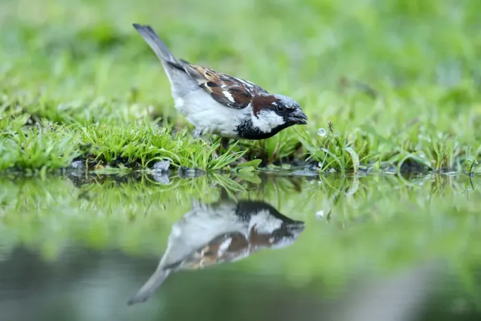 Framed Print : House Sparrow -Passer domesticus-, drinking water, Bulgaria