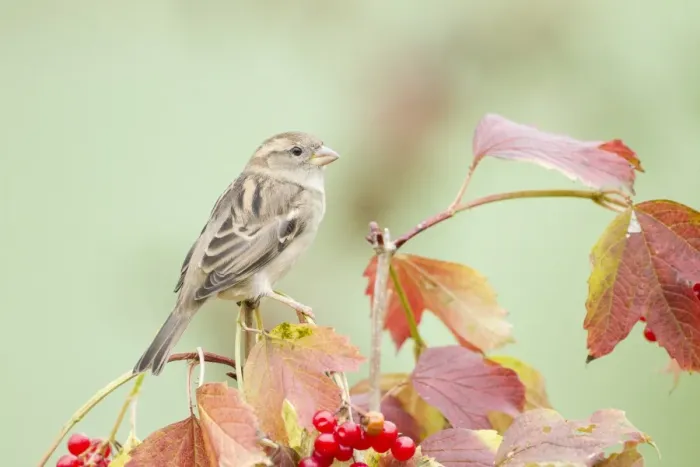 Framed Print : House Sparrow -Passer domesticus-, Limburg an der Lahn, Hesse, Germany, Europe