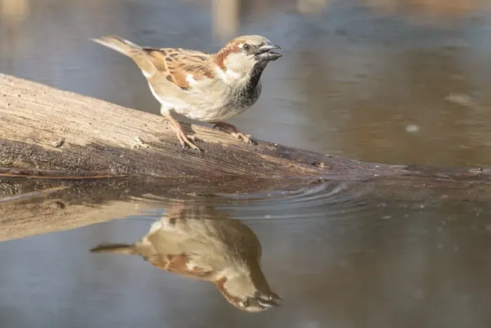 Framed Print : House Sparrow -Passer domesticus-, by the water, Limburg an der Lahn, Hesse, Germany, Europe Framed Print : House Sparrow -Passer domesticus-, by the water, Limburg an der Lahn, Hesse, Germany, Europe