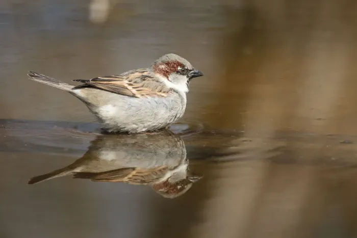 Framed Print : House Sparrow -Passer domesticus-, taking a bath, Limburg an der Lahn, Hesse, Germany, Europe Framed Print : House Sparrow -Passer domesticus-, taking a bath, Limburg an der Lahn, Hesse, Germany, Europe