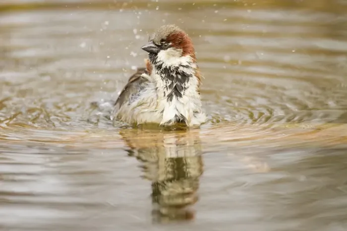 Framed Print : House Sparrow -Passer domesticus-, taking a bath, Limburg an der Lahn, Hesse, Germany, Europe Framed Print : House Sparrow -Passer domesticus-, taking a bath, Limburg an der Lahn, Hesse, Germany, Europe