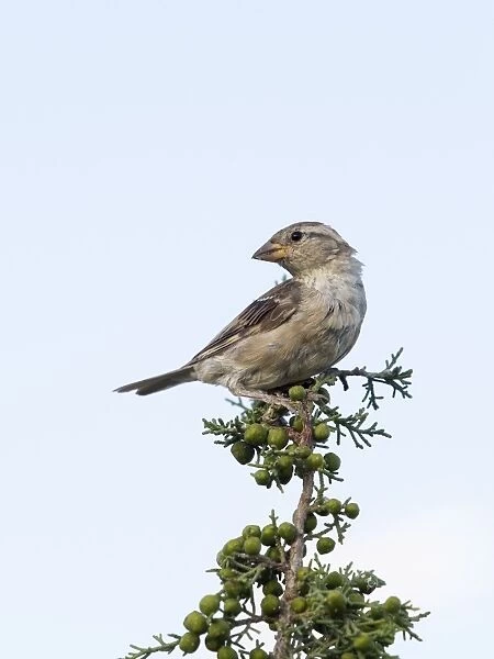 House Sparrow (Passer domesticus), on the branch of a small tree. Spain