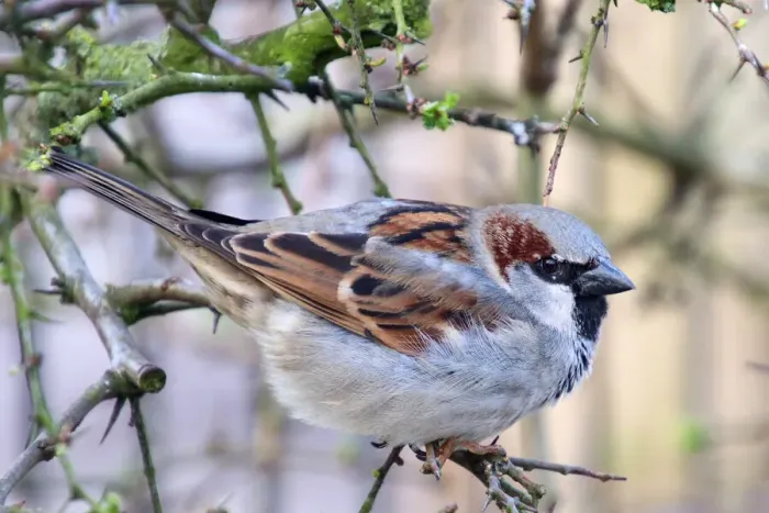 Framed Print : House Sparrow - Passer domesticus Framed Print : House Sparrow - Passer domesticus