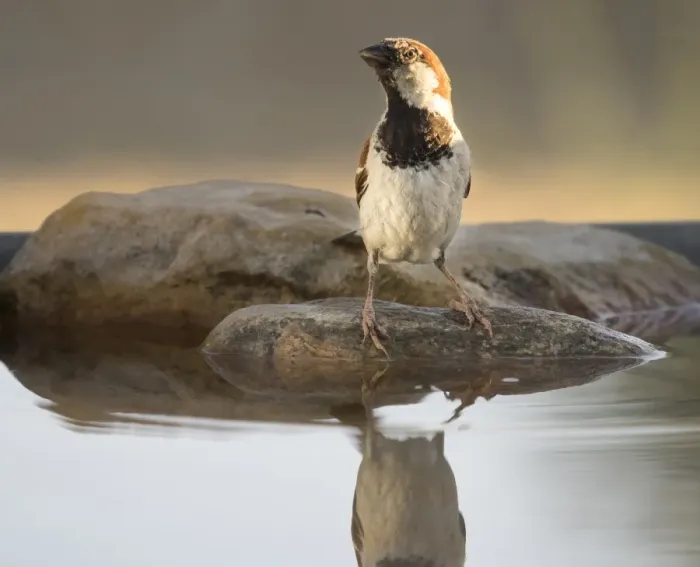 Framed Print : House Sparrow (Passer domesticus), Spain. On a stone reflected in water