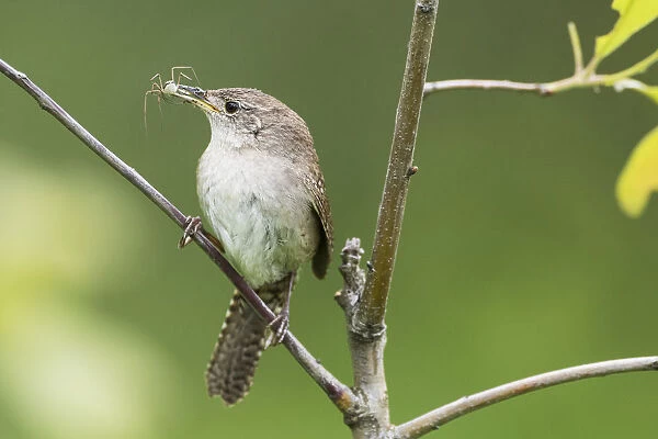House wren with insect prey