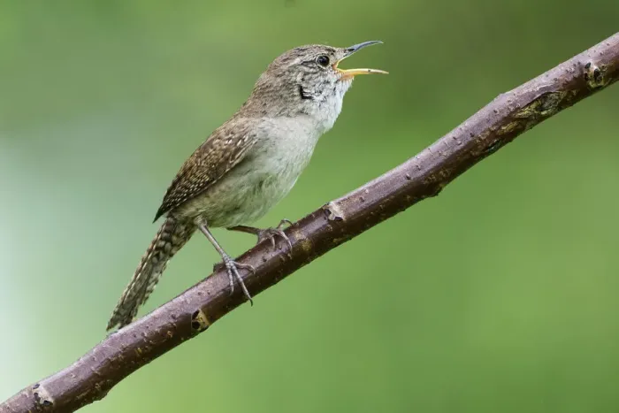 Framed Print : House wren singing Framed Print : House wren singing