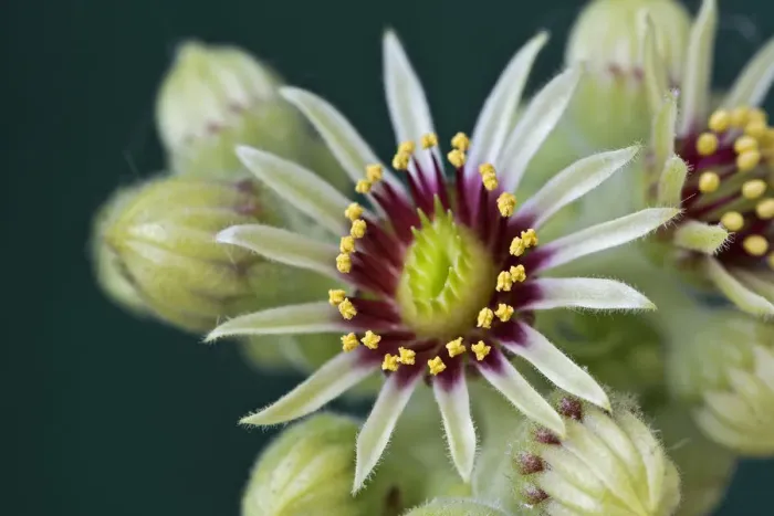 Framed Print : Houseleek -Sempervivum grandiflorum-, flowering Framed Print : Houseleek -Sempervivum grandiflorum-, flowering