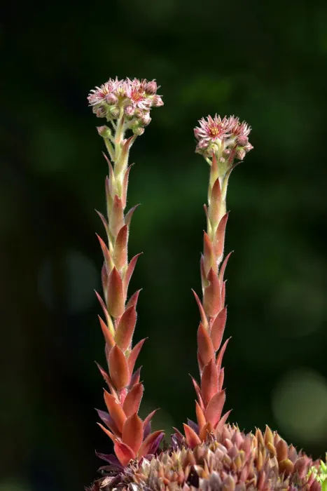 Framed Print : Houseleek -Sempervivum tectorum, Sedum tectorum-, flower, Stuttgart, Baden-Wurttemberg, Germany Framed Print : Houseleek -Sempervivum tectorum, Sedum tectorum-, flower, Stuttgart, Baden-Wurttemberg, Germany