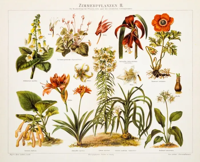 Framed Print : Houseplants Antique Chromolithograph 1897 Framed Print : Houseplants Antique Chromolithograph 1897