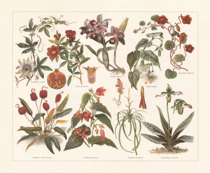 Framed Print : Houseplants, chromolithograph, published in 1897