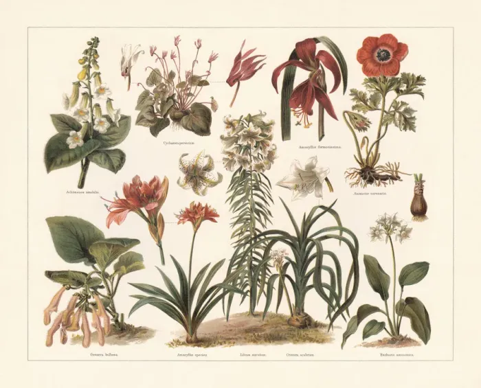 Framed Print : Houseplants, chromolithograph, published in 1897 Framed Print : Houseplants, chromolithograph, published in 1897