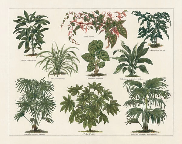 Houseplants, lithograph, published in 1897