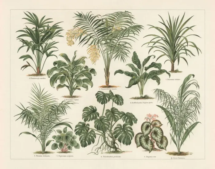 Framed Print : Houseplants, lithograph, published in 1897 Framed Print : Houseplants, lithograph, published in 1897