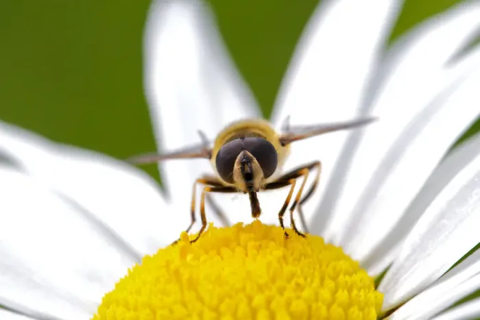 Framed Print : Hoverfly About to Extract Framed Print : Hoverfly About to Extract