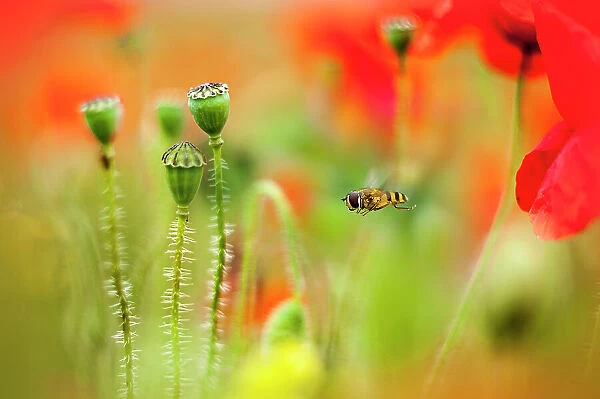 Hoverfly in a Poppy Meadow