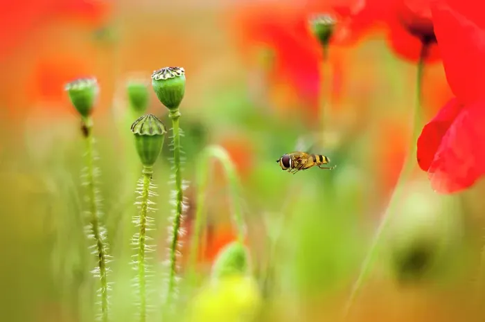 Framed Print : Hoverfly in a Poppy Meadow Framed Print : Hoverfly in a Poppy Meadow