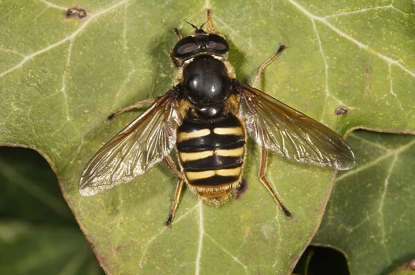 Hoverfly -Sericomyia silentis-, basking in sun, Untergroeningen, Baden-Wuerttemberg, Germany, Europe