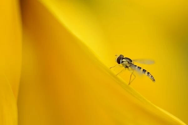 Hoverfly (Syrphidae) on a sunflower petal