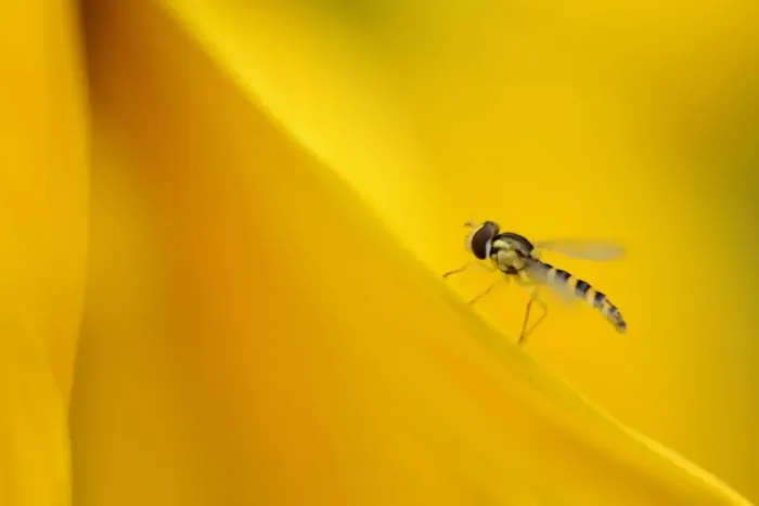 Framed Print : Hoverfly (Syrphidae) on a sunflower petal Framed Print : Hoverfly (Syrphidae) on a sunflower petal